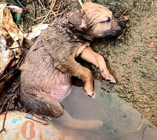 Helpless Puppy Trapped in a Ditch: A Desperate Call for Compassion and Immediate Rescue