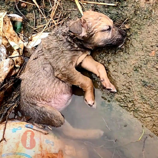 Helpless Puppy Trapped in a Ditch: A Desperate Call for Compassion and Immediate Rescue