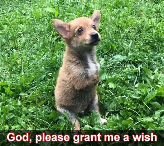 I am a dog with disabilities, and today is my birthday. Dear God, I humbly ask you to grant me just one wish