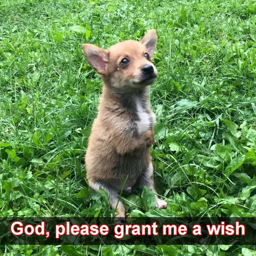 I am a dog with disabilities, and today is my birthday. Dear God, I humbly ask you to grant me just one wish