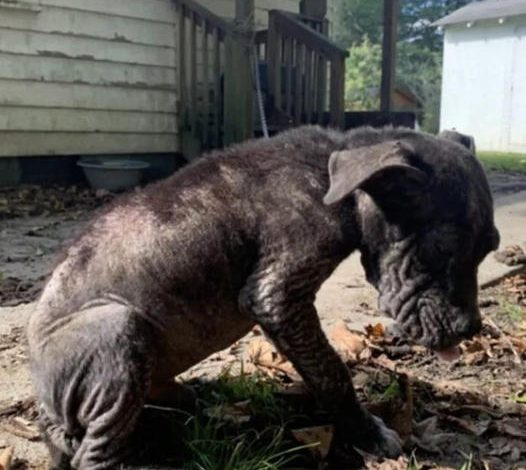 Rescuers saved a dog that had been cruelly abandoned and left chained 24/7, tirelessly working to aid in his recovery and ultimately finding him a loving forever home