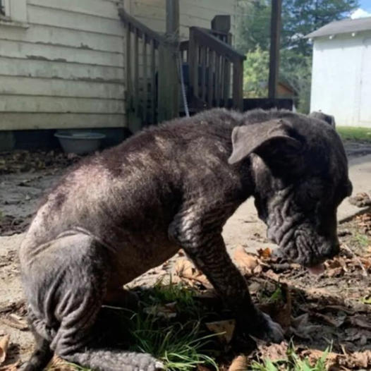 Rescuers saved a dog that had been cruelly abandoned and left chained 24/7, tirelessly working to aid in his recovery and ultimately finding him a loving forever home