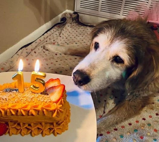 Happy birthday to her! A tear rolled down the dog’s face as he finally got a birthday cake after 15 years