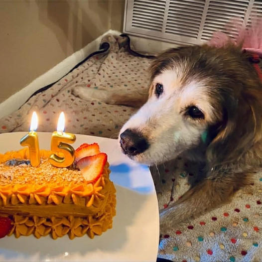 Happy birthday to her! A tear rolled down the dog’s face as he finally got a birthday cake after 15 years