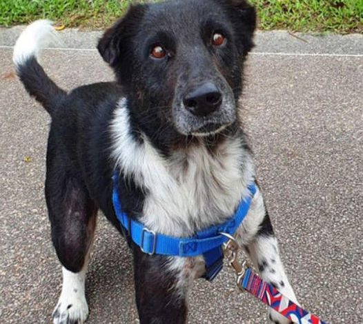 Dog Finally Finds a Forever Home After Spending Over 2 Years in a Shelter