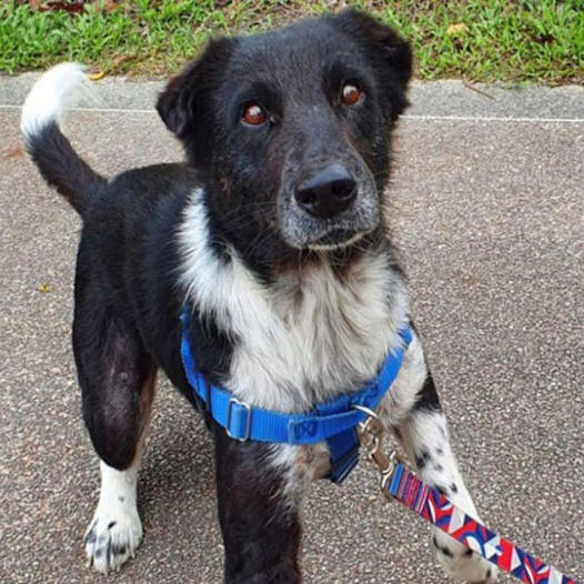 Dog Finally Finds a Forever Home After Spending Over 2 Years in a Shelter