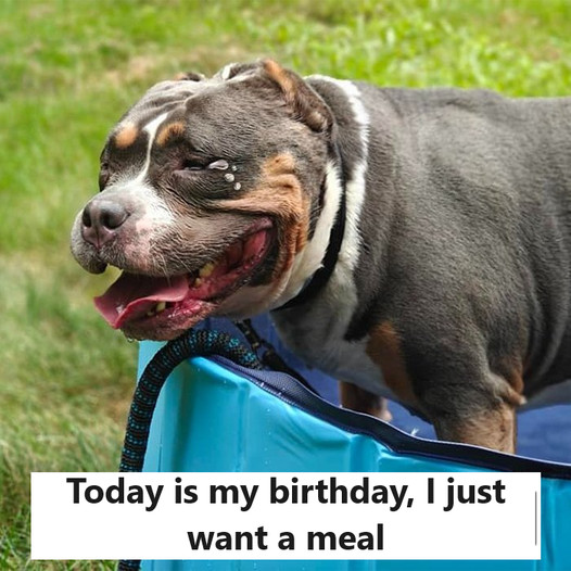 Today is my birthday, and all I really want is to enjoy a complete meal by the end of the day