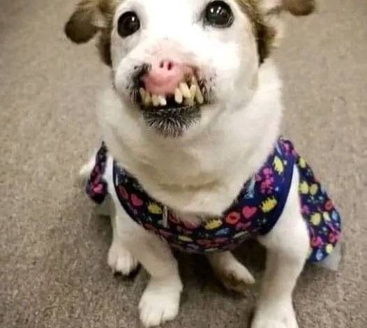 Dog Born Without Nose Finds Family That Thinks She’s Perfect