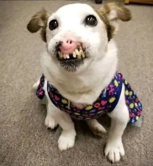 Dog Born Without Nose Finds Family That Thinks She’s Perfect