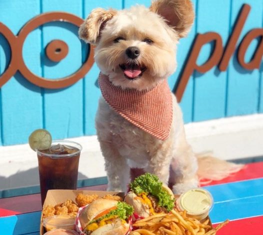 A starving stray dog is rescued and finds a new loving home, where its owners bring it to a variety of pet-friendly restaurants and cafes throughout Los Angeles