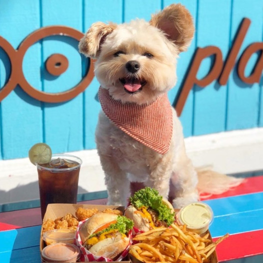 A starving stray dog is rescued and finds a new loving home, where its owners bring it to a variety of pet-friendly restaurants and cafes throughout Los Angeles