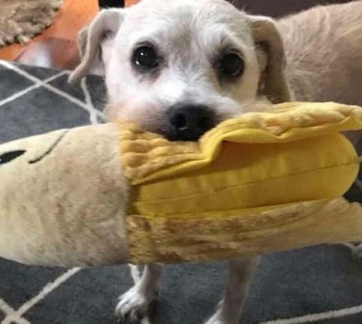 A 20-year-old dog still loves cuddling with her beloved stuffed banana