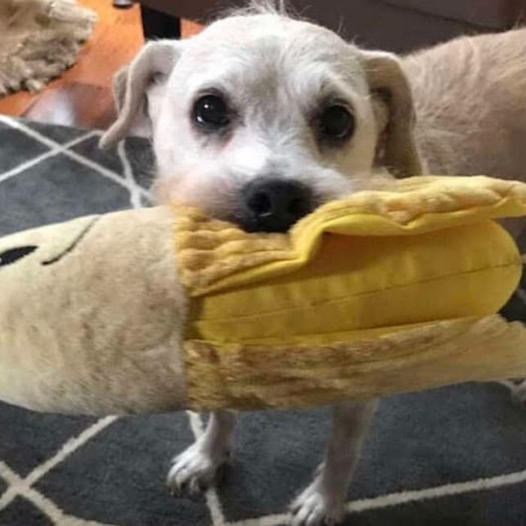 A 20-year-old dog still loves cuddling with her beloved stuffed banana