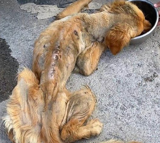 A Miraculous Turnaround: A Dying Stray Golden Retriever is Rescued and Given a New Life