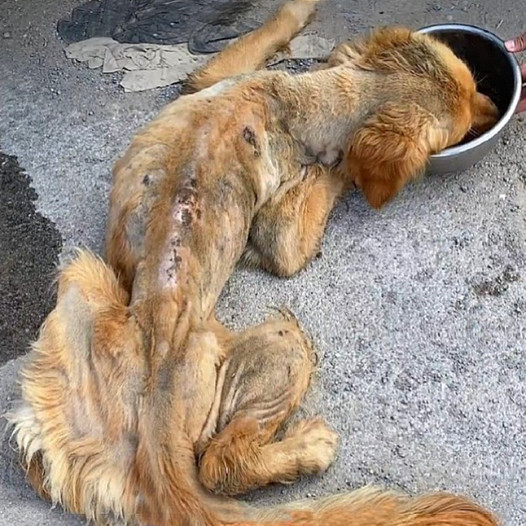 A Miraculous Turnaround: A Dying Stray Golden Retriever is Rescued and Given a New Life