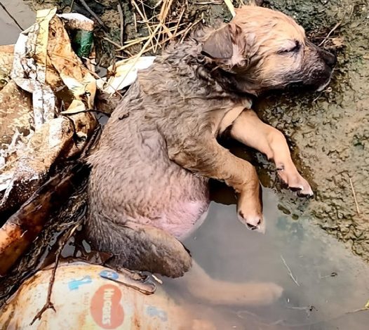 A helpless little dog, abandoned and starving, lay unconscious in a ditch, neglected by humans