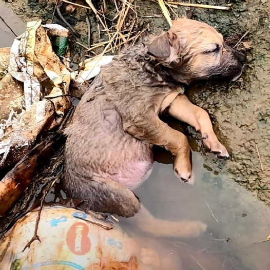 A helpless little dog, abandoned and starving, lay unconscious in a ditch, neglected by humans