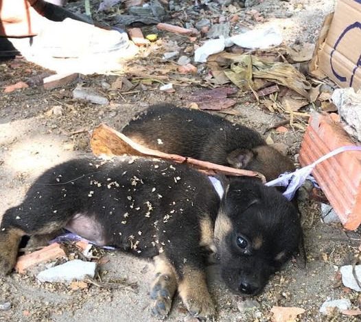 A powerful and moving story of rescuing two innocent puppies from the clutches of heartless sellers, highlighting the crucial need for compassion and the responsibility we have to protect vulnerable animals