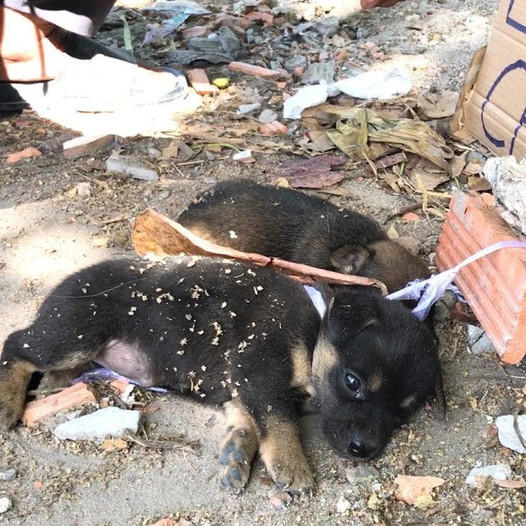 A powerful and moving story of rescuing two innocent puppies from the clutches of heartless sellers, highlighting the crucial need for compassion and the responsibility we have to protect vulnerable animals