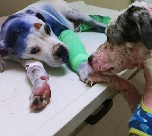 A rescue dog provides comfort to an injured companion who has faced similar hardships.