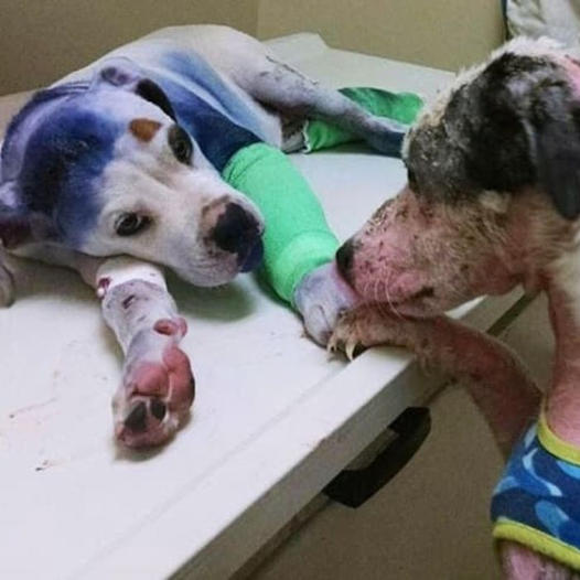 A rescue dog provides comfort to an injured companion who has faced similar hardships.