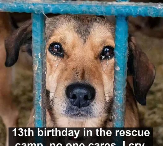 Jeck, the dog, spent his 13th birthday in the rescue camp, unnoticed and uncared for by anyone. He cried softly, his sad eyes filled with fragile hope as he gazed through the bars of the cage door