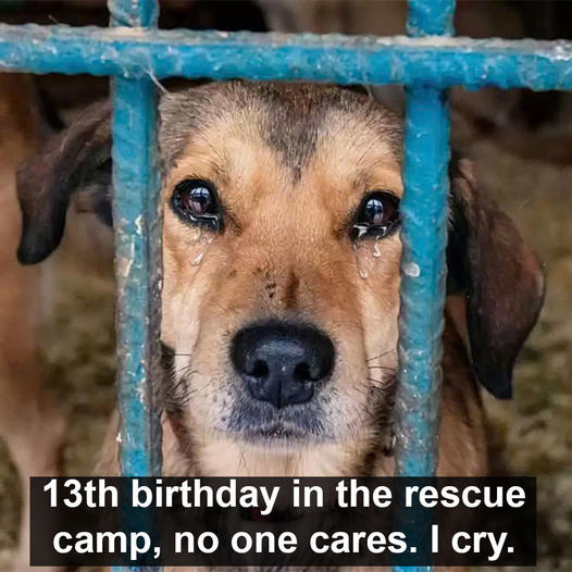 Jeck, the dog, spent his 13th birthday in the rescue camp, unnoticed and uncared for by anyone. He cried softly, his sad eyes filled with fragile hope as he gazed through the bars of the cage door