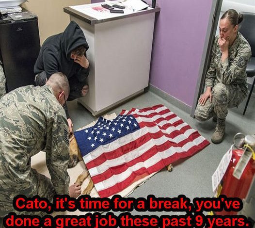 Cato, the dog who gave his life in the line of duty, faithfully served in the military for nine years