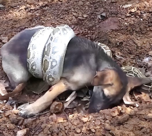 A puppy, desperately crying for help, is rescued from a snake attack