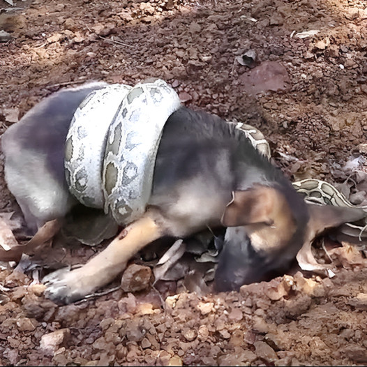 A puppy, frantically crying out for help, is rescued from the clutches of a snake attack