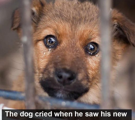 The dog wept when he saw his new foster mother. After spending four long years in the rescue center without anyone adopting him, the sight of someone finally taking him in overwhelmed him with emotion