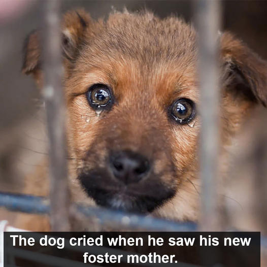 The dog wept when he saw his new foster mother. After spending four long years in the rescue center without anyone adopting him, the sight of someone finally taking him in overwhelmed him with emotion