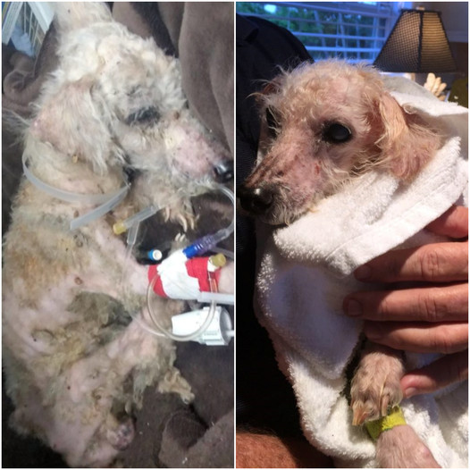 A Dog Walker Stumbles Upon a Poodle Tied to a Tree, Enduring Unimaginable Cruelty in What Rescuers Describe as the Worst Case of Abuse They’ve Ever Seen