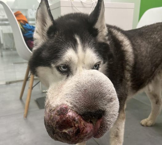 A dog owner urgently pleaded on TikTok for a vet’s help to save their dog suffering from a large tumor on its face