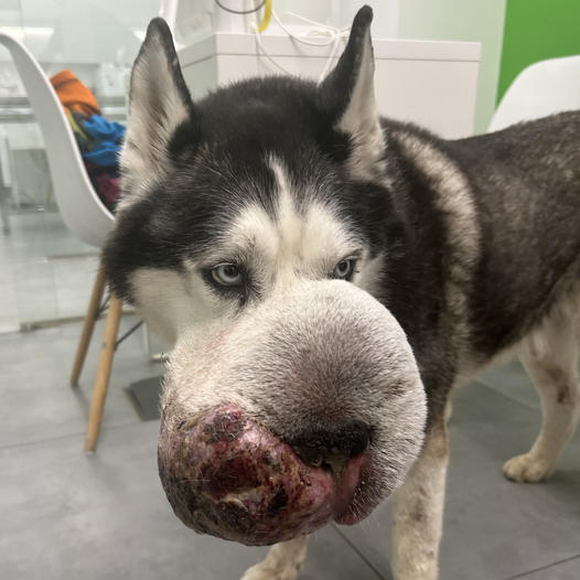 A dog owner urgently pleaded on TikTok for a vet’s help to save their dog suffering from a large tumor on its face