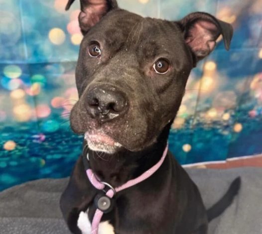 It’s truly heartbreaking to see this adorable dog standing in his kennel, watching as other dogs are happily taken to their new homes, while he remains behind, longing for a family of his own