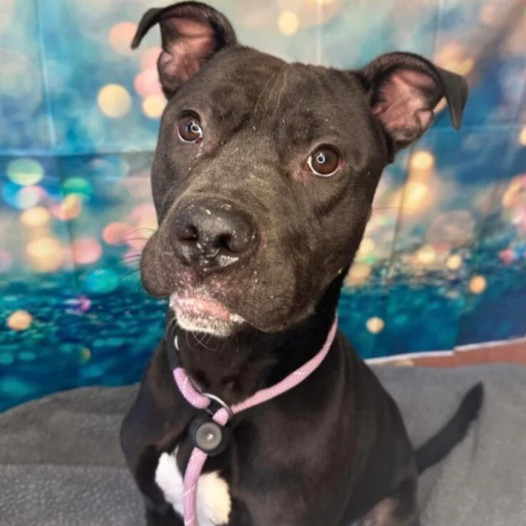 It’s truly heartbreaking to see this adorable dog standing in his kennel, watching as other dogs are happily taken to their new homes, while he remains behind, longing for a family of his own