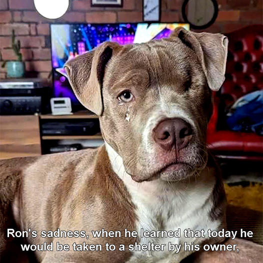 Ron felt sad when he found out that today his owner would take him to a shelter because he was considered ugly