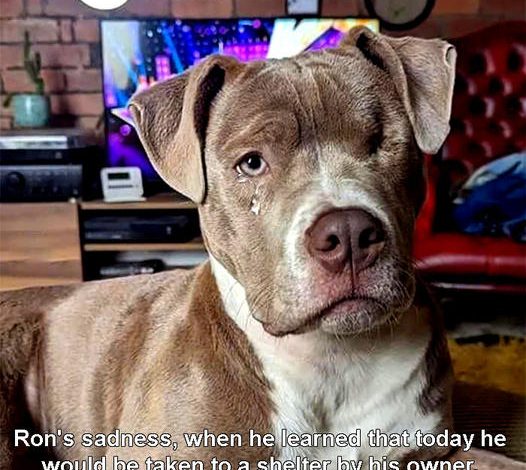 Ron’s heart was filled with deep sadness when he learned that his owner had decided to take him to a shelter that day, simply because he was considered ugly