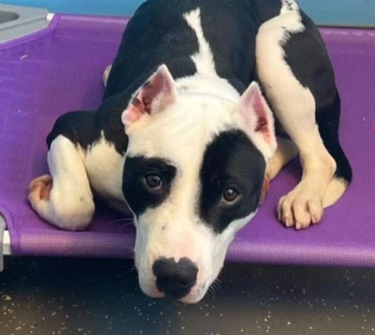 The heartwarming reaction of a shelter dog upon reuniting with his long-lost family