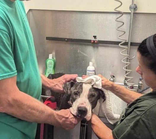 An elderly dog was discovered abandoned, tied to a picnic table with a note attached that read, “He was a good boy”