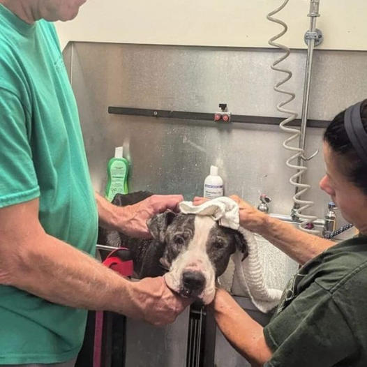 An elderly dog was discovered abandoned, tied to a picnic table with a note attached that read, “He was a good boy”