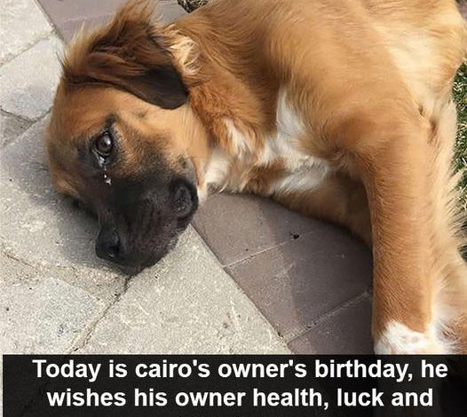 Cairo’s birthday is today, but he is not very keen and has been fasting for days to worry about his owner who is in the hospital