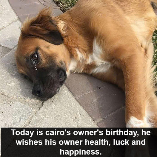 Cairo’s birthday is today, but he is not very keen and has been fasting for days to worry about his owner who is in the hospital