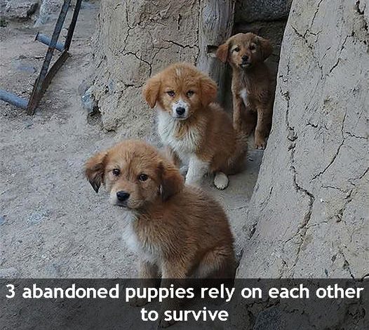 Three dog brothers, bound by fate, leaned on each other for survival in a world that seemed determined to challenge them at every turn. In the heart of a magnificent city, their story unfolds, filled with moments of struggle, deep bonds of loyalty, and the enduring power of brotherhood