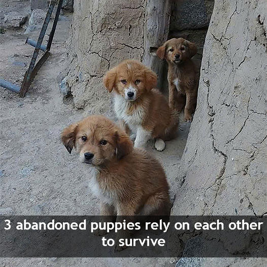 Three dog brothers, bound by fate, leaned on each other for survival in a world that seemed determined to challenge them at every turn. In the heart of a magnificent city, their story unfolds, filled with moments of struggle, deep bonds of loyalty, and the enduring power of brotherhood