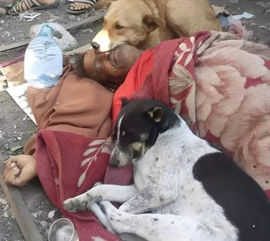 A deeply touching story emerges as two faithful dogs stand vigil by a homeless man, steadfastly guarding him as he faces his final moments