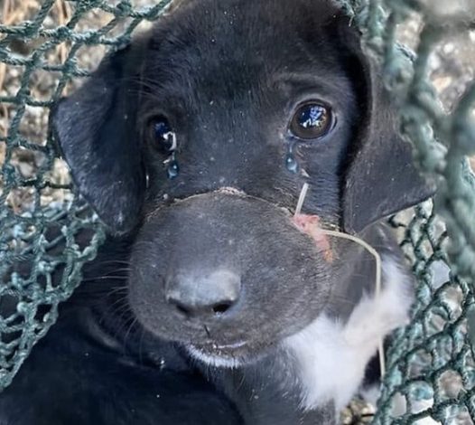 Puppy left abandoned with mouth bound by fishing line was on its way to cruel meat farm