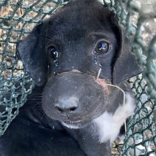 Puppy left abandoned with mouth bound by fishing line was on its way to cruel meat farm