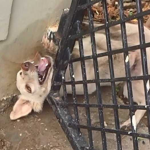 A trapped dog’s desperate cries for help and courage go unanswered through long, agonizing hours of loneliness